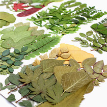 Green leaf material package combination package real leaf specimen decals childrens handmade materials petal makeup shooting props