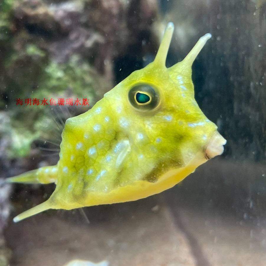 德先生魚筆記: 黑邊角鱗魨, image size:902x902