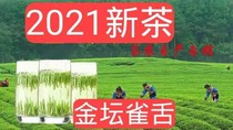 Five-year old shop 2021 Ming before the golden altar of the tongue 250 grams a can of affordable large discount