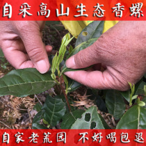 The original ecological red fragrant snail 125g Guxi Alpine special authentic handmade Qimen black tea 2021 New Year tea