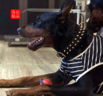 Dubin Casaro collar bully dog dog dog collar swallow dog method bull golden hair Labrador medium large dog