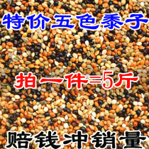 Tiger skin peony Xuanfeng small and medium-sized parrot bird food feed five-color millet parrot mixed food millet 5 kg