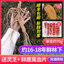 Changbai Mountain Fresh Ginseng Northeast Fresh Mountain Ginseng Forest Ginseng 20 Years With Soil Large Fresh Ginseng Wine Wild Mountain Ginseng