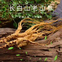 Changbai Mountain Wild mountain ginseng Moving mountain ginseng stump branch Northeast ginseng 15 years under the forest ginseng 15 yuan grams of micro-residual branch sparkling wine