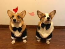 With bow tie mid-size dog kokicchai suit pet dog suit gentleman dress New Year tuxedo