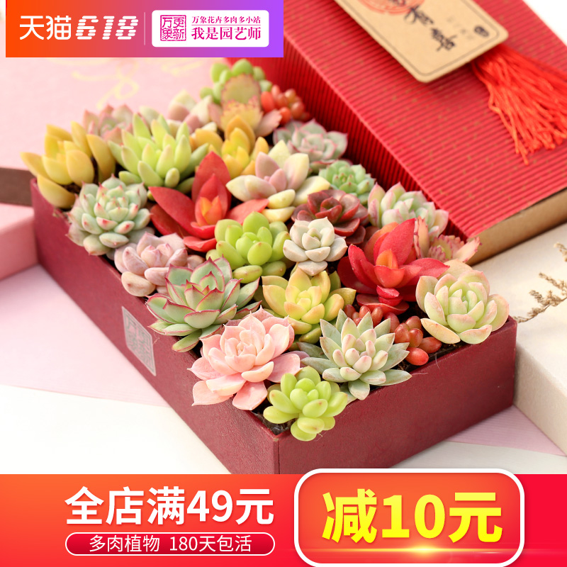 盆栽绿植批发★万象更新 绿植盆栽组合 2款可选 19.9元包邮(需用券)