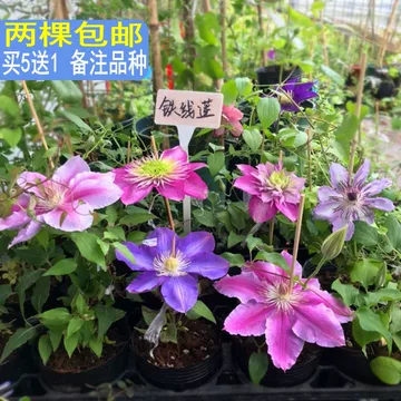 苗铁线莲-苗铁线莲促销价格、苗铁线莲品牌 ..