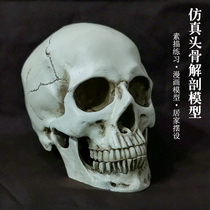 Skull art teaching character sketching simulation skull art anatomical structure model teaching aids 1 to 1 head skeleton