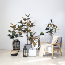 Nordic simulation plant potted rubber tree Korean clothing store window large floor-to-ceiling bonsai indoor balcony ornaments