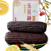 Black corn cob 8 sticks vacuum packaging Northeast specialty fresh sweet waxy coarse grain sticky breakfast non GMO purple