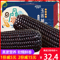 Corn god Northeast black glutinous corn cob 10pcs a box sticky sweet purple non-GMO fresh freshly picked vacuum packed