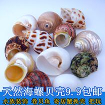 Scrolla fish hermit crab spare replacement special Shell natural conch shell fish tank landscape ornaments aquarium decoration