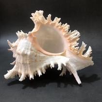 Natural conch shell white thousand hand snail home window floor ornament fish tank landscaping aquarium aquarium decoration play