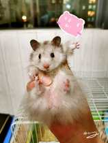 Long hair golden silk bear Xi Shi Xiong long hair sterling silver bright hair not bright hair sterling silver home pet support video selection