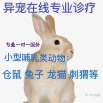 Pet doctor online diagnosis and treatment of different pet parrot hamster rabbit ChinChin hedgehog veterinary online guidance