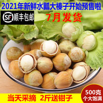 2021 Fresh big hazelnuts New Northeast wild with green skin water kernel water flesh Huanren peeled raw hazelnuts 500g