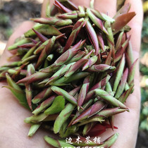 2021 Spring Tea Purple Bud Bud Raw Tea Yunnan Puer Tea Raw Tea Wild Ancient Tree Purple Bud Bud Tea Loose tea 500g