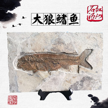 Liaoxi paleobiological fossils large wolf fin fish fossils raw stone strange stone ornaments gifts animals and plants