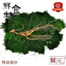 Wild mountain ginseng about 12 years Fresh ginseng Changbaishan specialty with soil forest ginseng wine about 8 grams