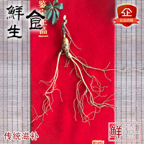 Fresh wild ginseng 18 years old goods Changbai Mountain specialty forest ginseng ginseng can be dried ginseng with soil 20-30 years
