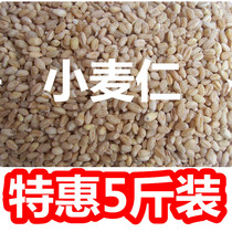xiao mai ren meters northeast mountain farm produce a whole wheat meters xiao mai ren wheat mi ren grains of new high-5kg loading