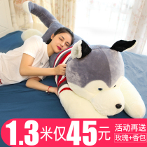 Husky doll large dog bear plush toy Ragdoll doll cute to sleep with you pillow boys and girls