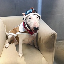 Pet cross red scarf flying cap set concave shape warm scarf hat dog hat