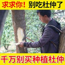 Eucommia pheasant wild Chinese herbal medicine old tree thick bark 500g raw with Morinda officinalis dodder soaked in water