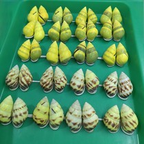 Full pair of tree snails Sudan amphibious snails a pair of packing box collection ornaments to send friends to children