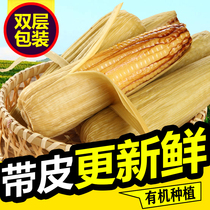 Hejiu with skin Sweet glutinous corn fresh tender Sticky Rice Bar vacuum packed corn 10
