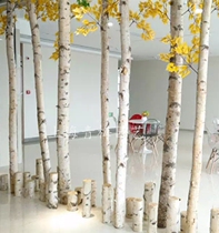 White birch tree dry branches natural birch wood rod beautiful Chen landscape window partition wedding arch log stump