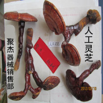 Artificial Ganoderma lucidum 500g 29 yuan 2 pieces