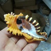 Elephant snail natural shell conch rare specimen snail fish tank aquarium decoration home collection shooting props
