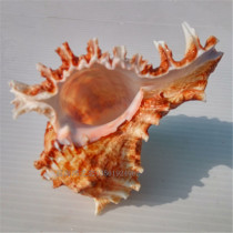Natural conch shell thousand hand snail chrysanthemum snail hermit crab change Shell scallop fish settlement fish fish tank aquarium landscape