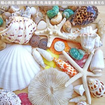 Natural shell conch Sea Star round coral combination set fish tank platform wedding photo DIY decoration accessories