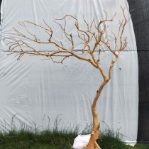 Shanghai dry branches peeled natural color shape dead tree wood branch art creative accessories home decoration tree floor ornaments