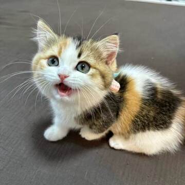 中华田园三花猫-中华田园三花猫促销价格、中华田园三花猫品牌- 淘宝