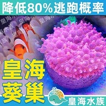 Wanyu Lai Dynasty Anemone nest pacifier home anti-running artifact Anemone carpet cup sea tank supplies promotional offers