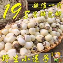 (Wild white lotus seed)Lotus seed farmer with core Honghu white lotus easy-to-waxy core dry goods dermabrasion 500g
