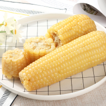 (20 get 4 free) Vacuum waxy corn Tianqin grains clean white sticky sweet 24 fresh corn waxy corn
