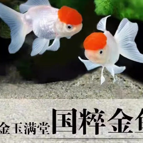 丹顶红狮子头鱼-丹顶红狮子头鱼促销价格、丹顶红狮子头鱼品牌- 淘宝