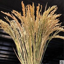 Natural wheat ear dried flower bouquet rice ear rice wheat rice photo props shooting background grain decoration