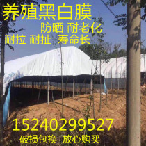 Imported thickened sunscreen black and white film Pond anti-seepage film Green storage reflective film Breeding greenhouse film Edible fungus green and white film