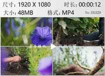 Aerial photography of farmland blue Platycodon farmers to dig Platycodon grandiflorum HD live video material