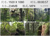Fangshan peoples professional search for the elderly to take the lead in Changbai Mountain to find ginseng high-definition real video material