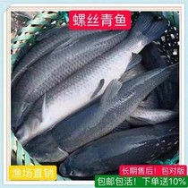 The large 20 cm and half a pound of white fish fish screw sapphire fish were eaten with black Anhui freshwater