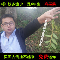 Huoshan Dendrobium candidum fresh strips buy 3 get 1 four-year-old Dendrobium gum full fresh Dendrobium candidum Maple nourishing