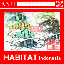Colored elephant beetle glass weevil insect handicraft material beetle color art design collection Moon insect excellent products