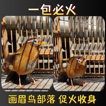 Improving sex and strong fat hand thrush bird food feed singing bird bird fighting material nutrition wool yellow mouth yellow foot China