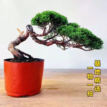 日本真柏小品盆栽-日本真柏小品盆栽促销价格、日本真柏小品盆栽品牌- 淘宝